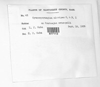 Gymnosporangium clavipes image